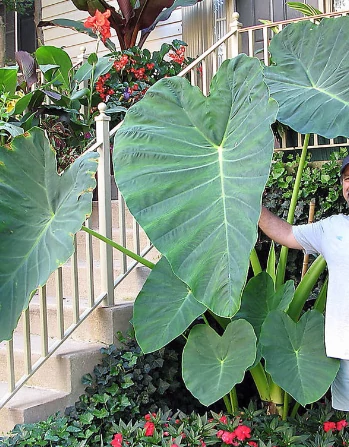 Colocasia 'Jack's Giant' 