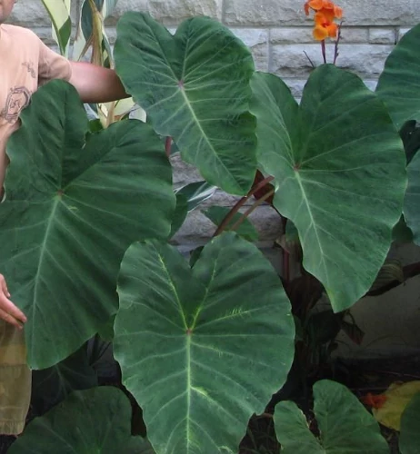 Colocasia esculenta 'Pink China'