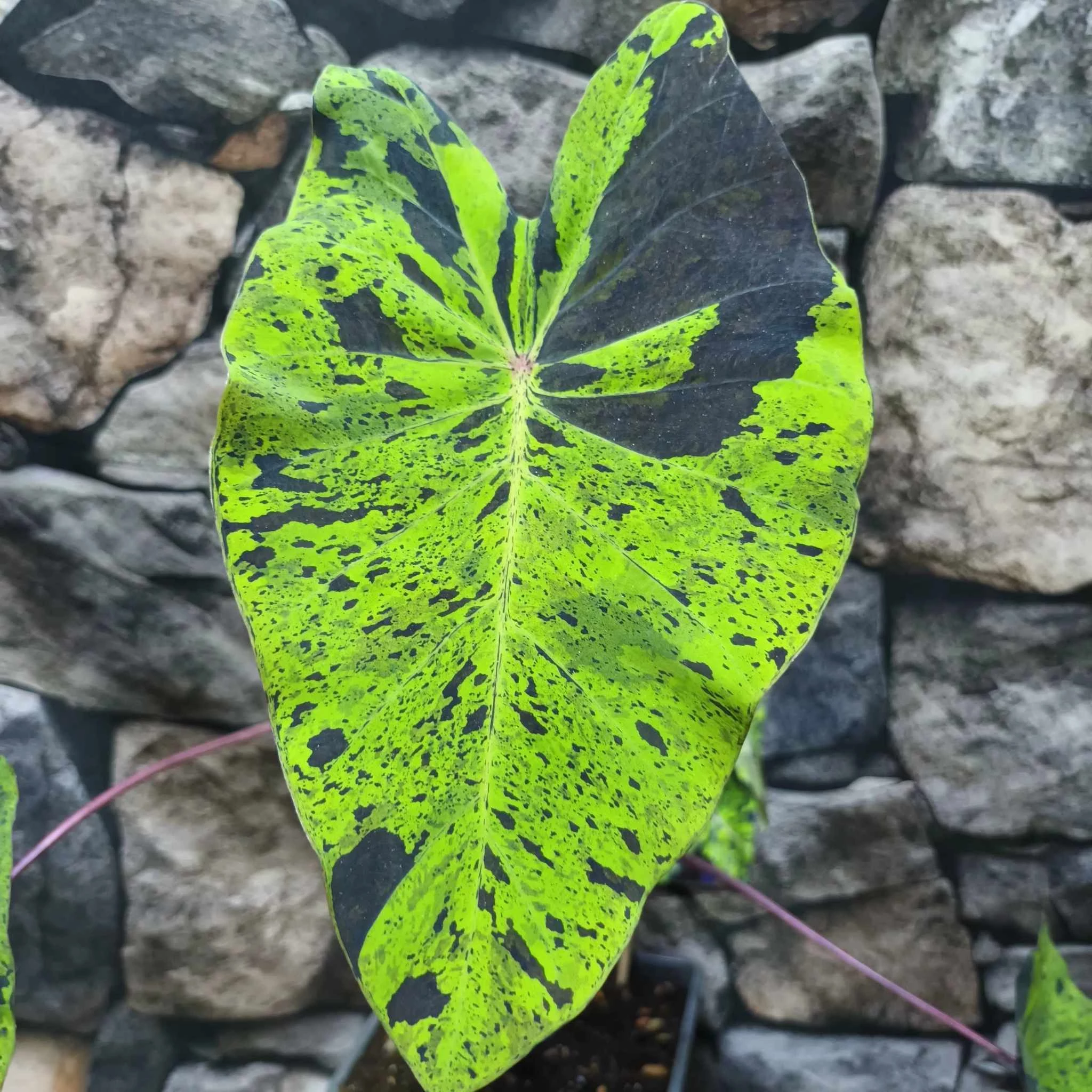 Colocasia esculenta 'Mojito'