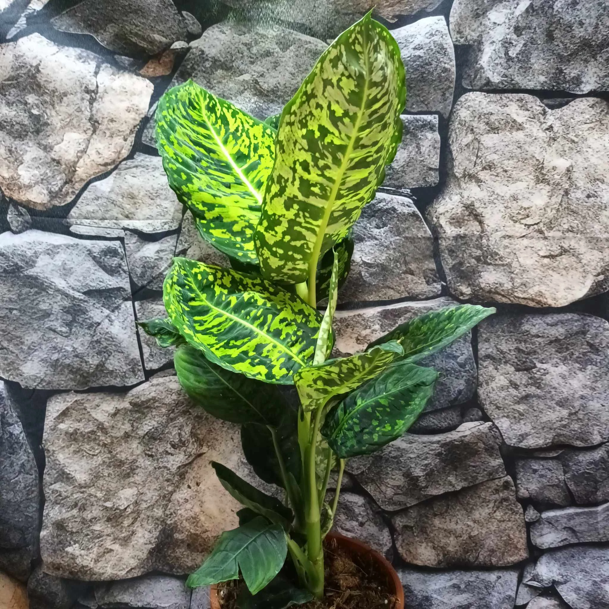 Dieffenbachia reflector - buzogányvirág