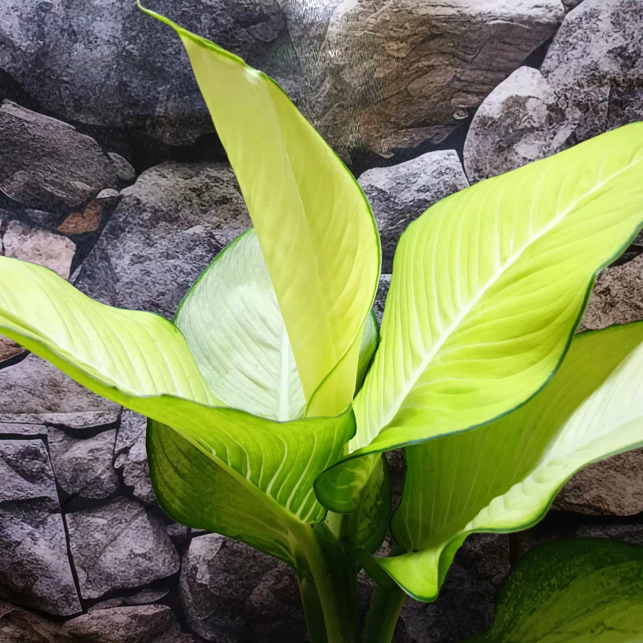 Dieffenbachia 'Tropic Marianne' - buzogányvirág