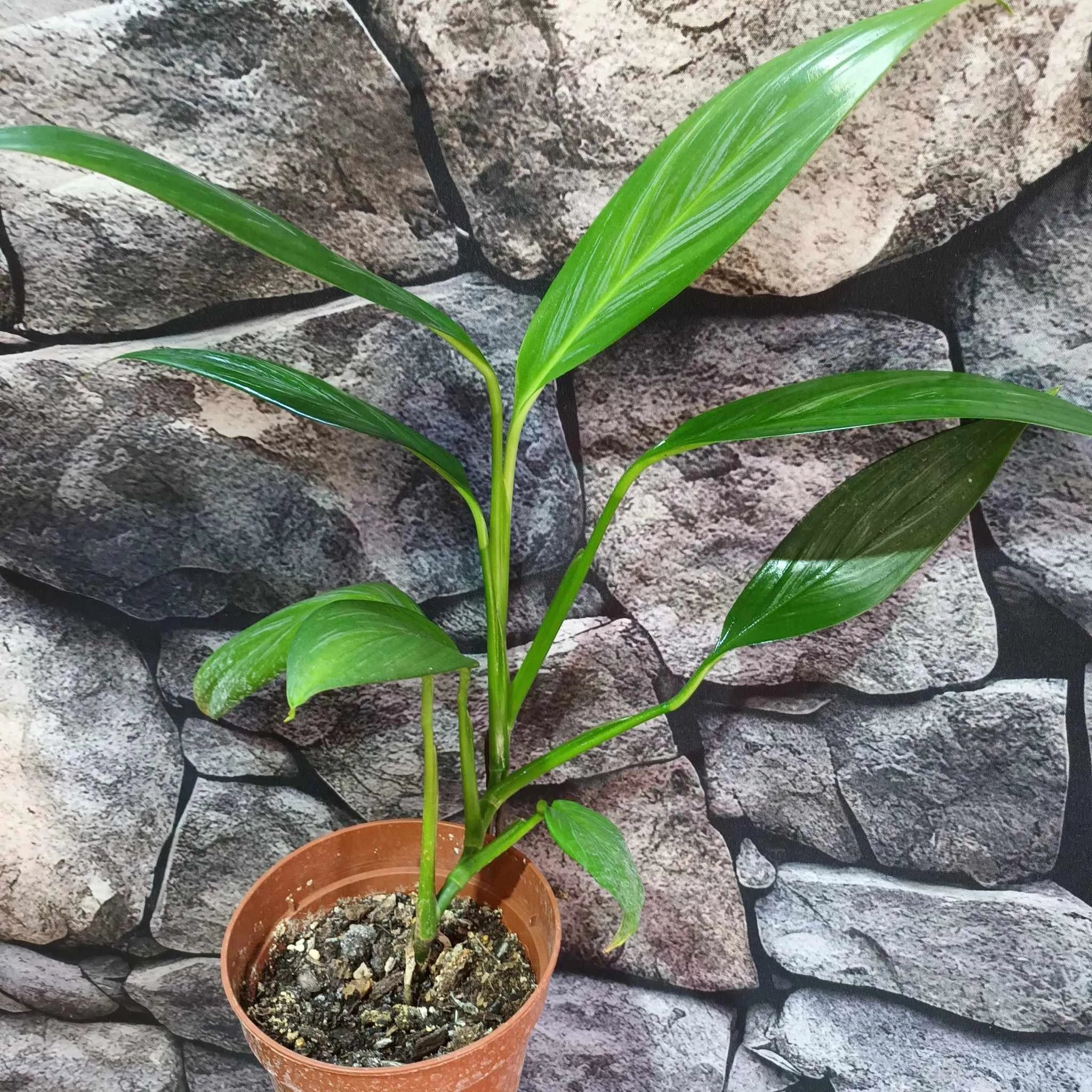 Epipremnum amplissimum silver vágott dugvány