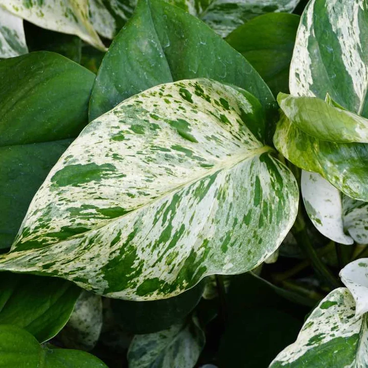 Epipremnum pinnatum 'Marble Queen'