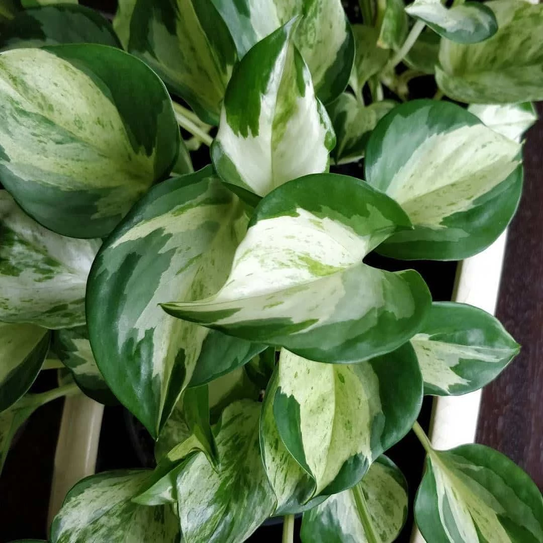Epipremnum aureum 'Manjula'