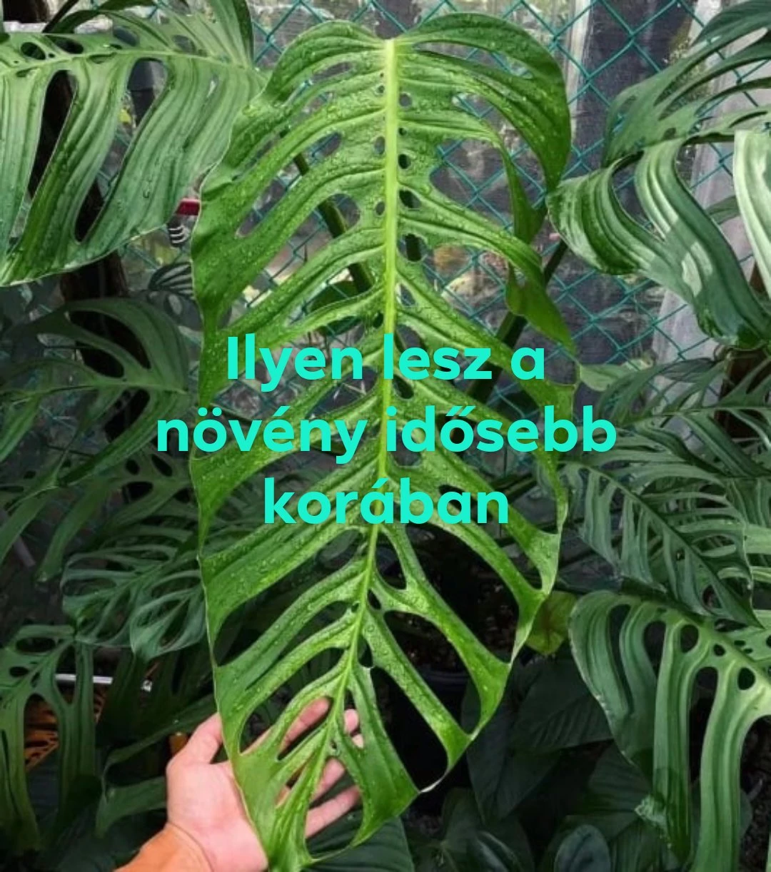 Monstera Esqueleto