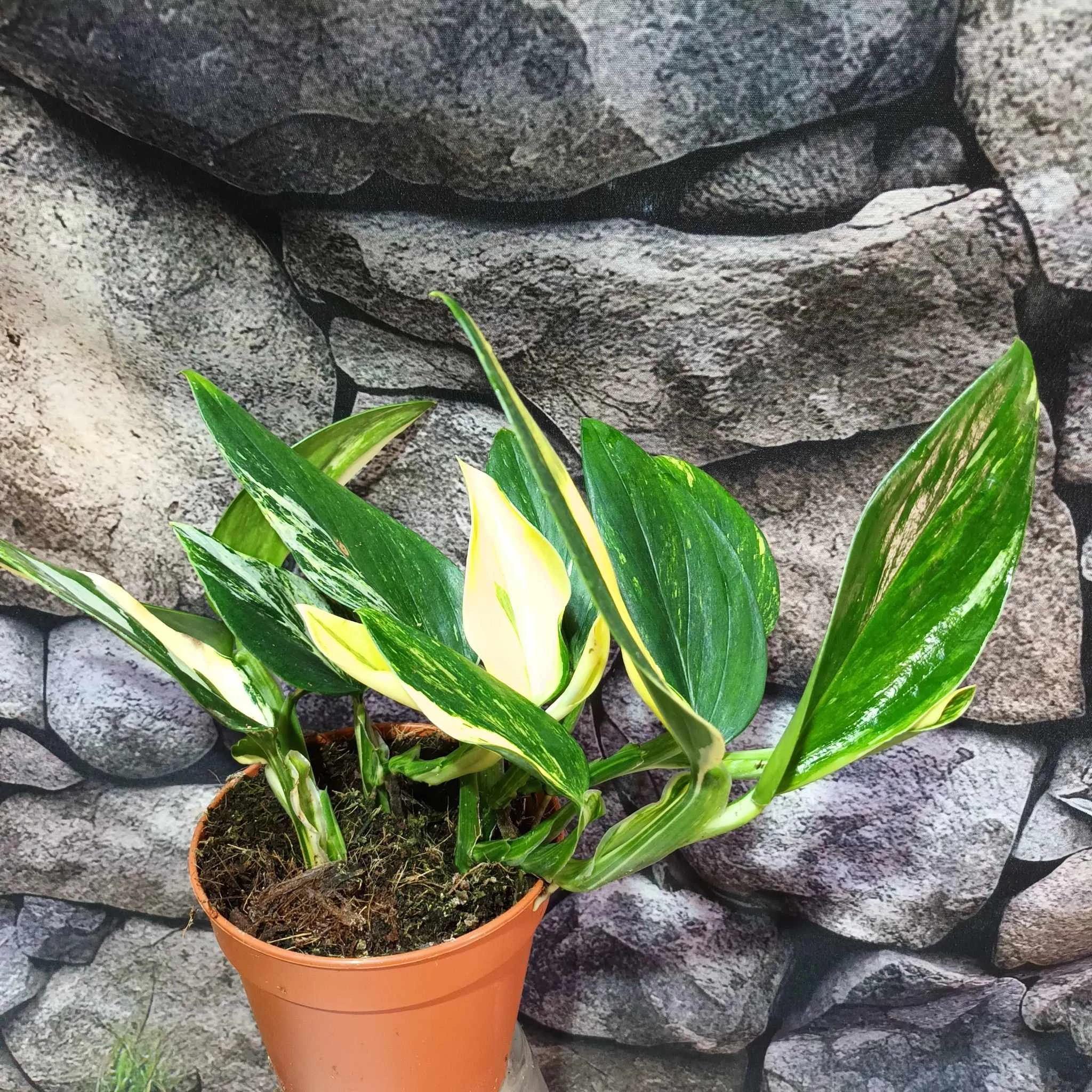 Monstera standleyana variegeta