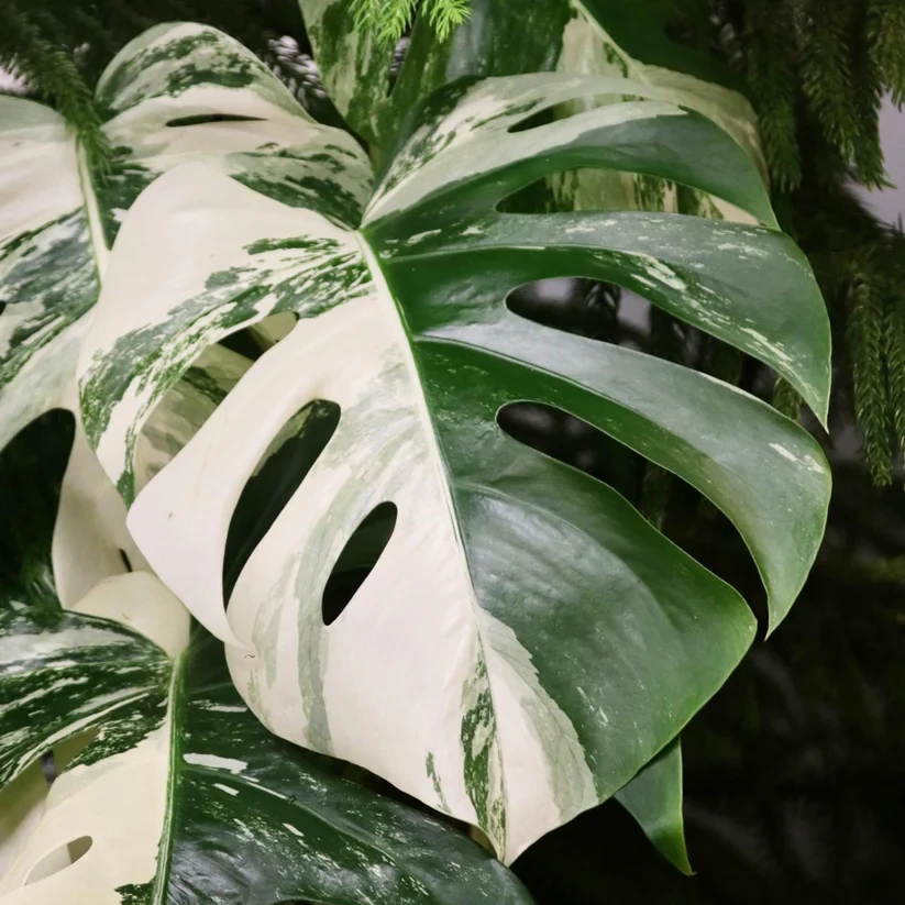 Monstera deliciosa 'Variegata'