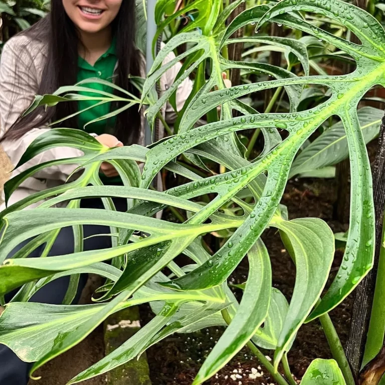 Monstera Burle Marx's Flame