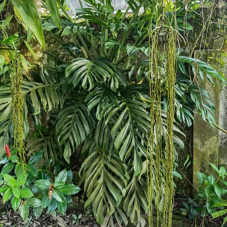 Monstera pinnatipartita vágott dugvány, cserép nélkül