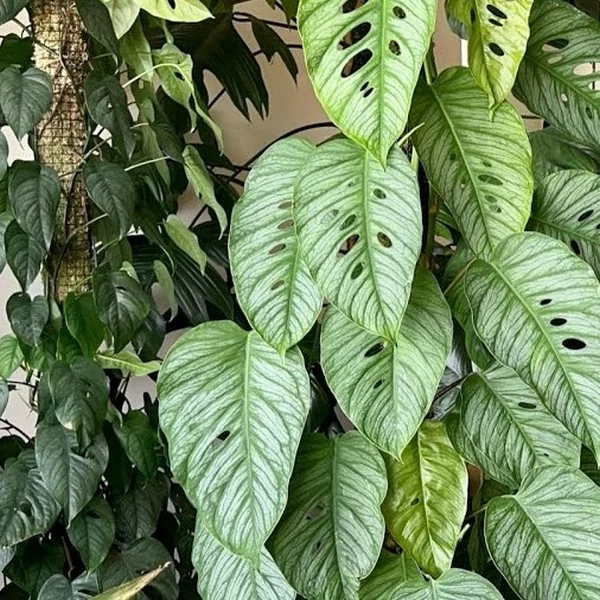 Monstera siltepecana