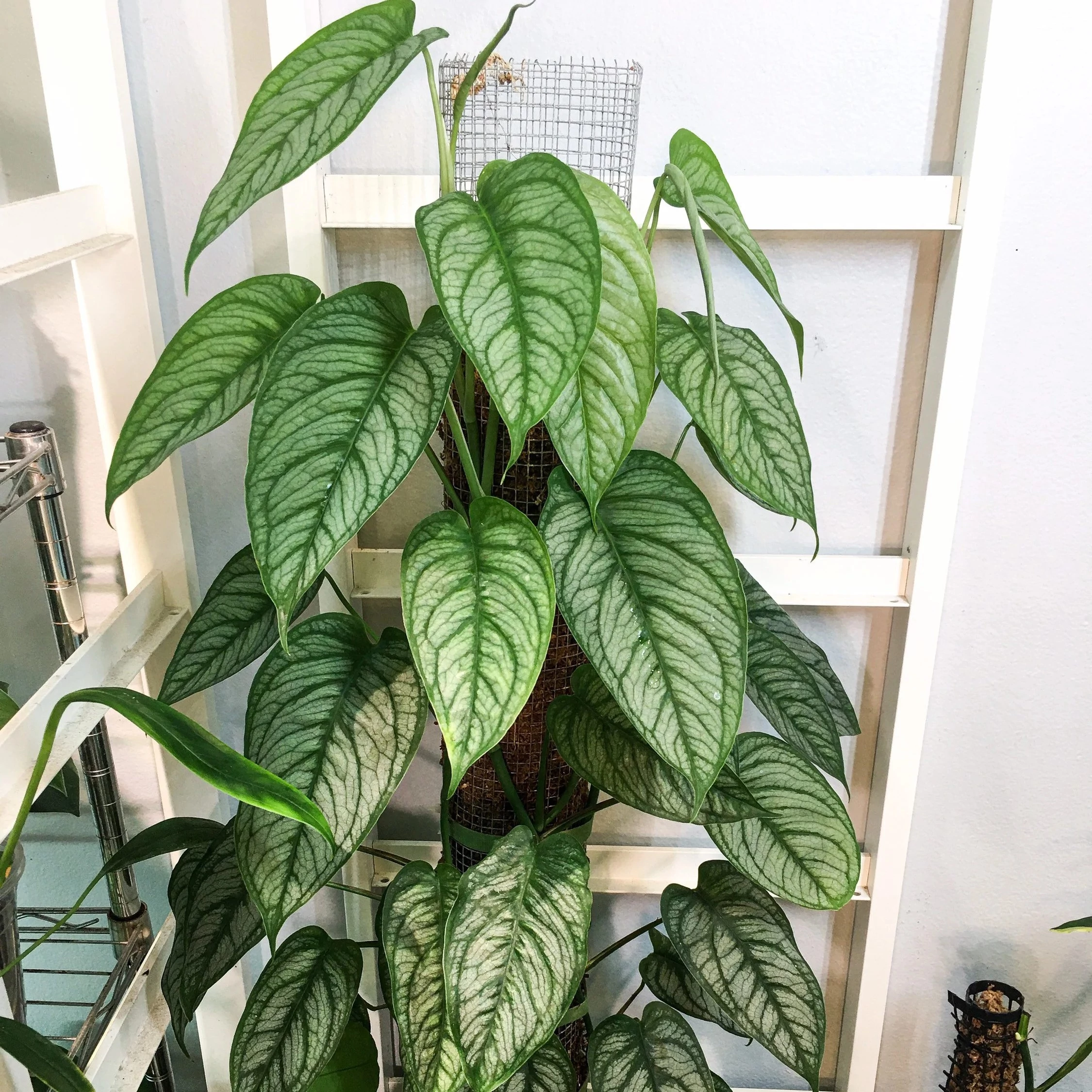 Monstera siltepecana 'El Salvador'