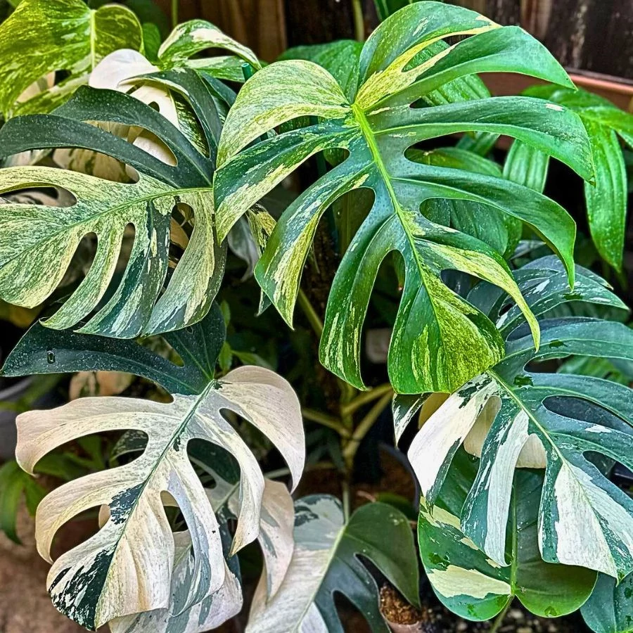 monstera adansonii bolivia Monstera Adansonii Plant - Swiss Cheese Vine main image 0