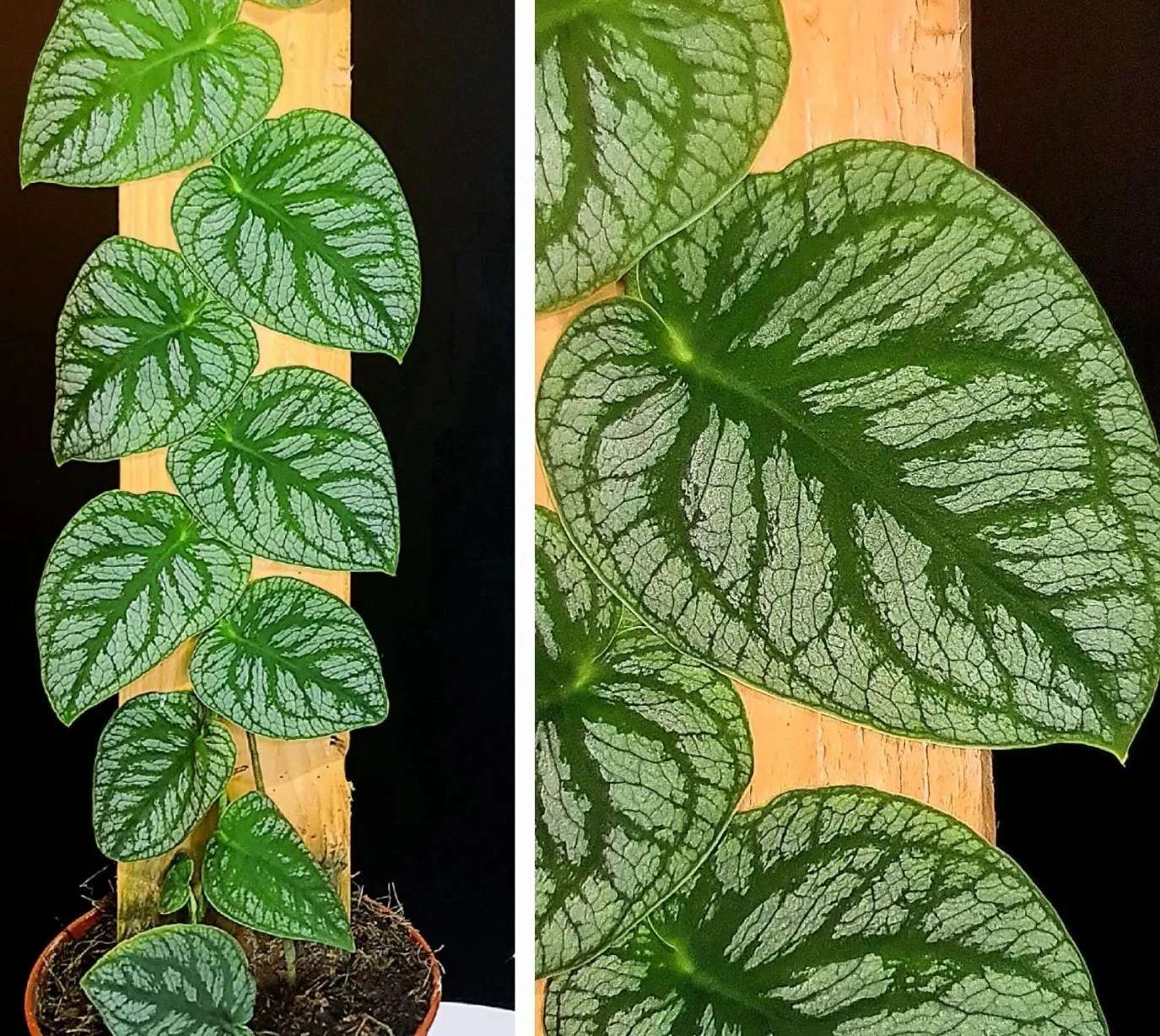 Monstera dubia levél nélküli vágott dugvány