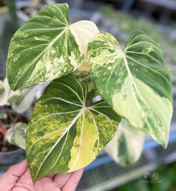 Philodendron gloriosum 'Variegata'