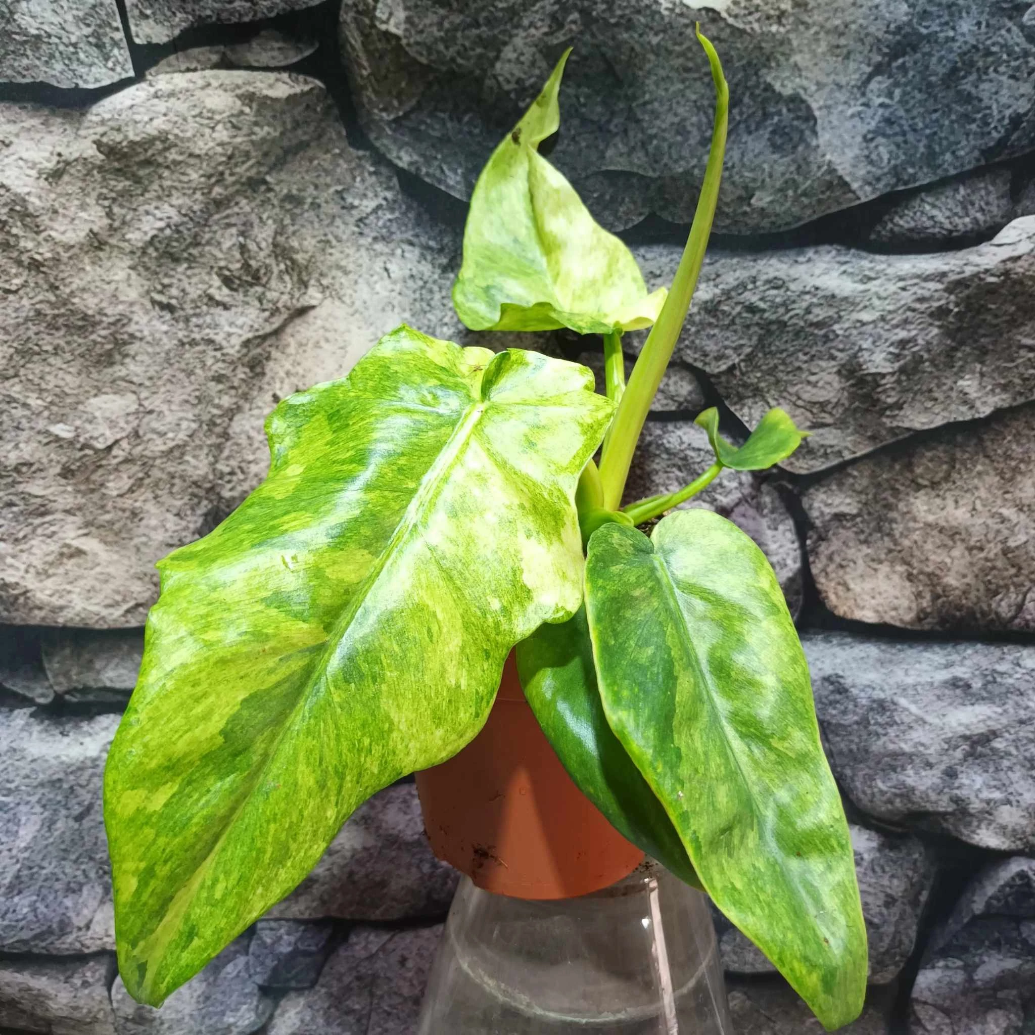 Philodendron Bob Cee variegata