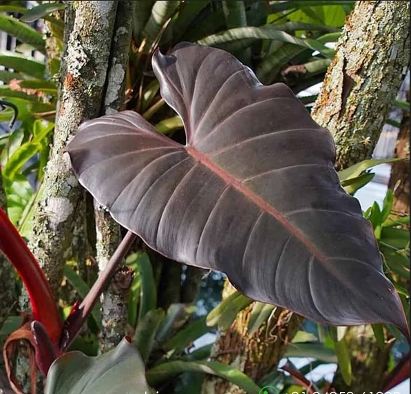 Philodendron Dark Lord