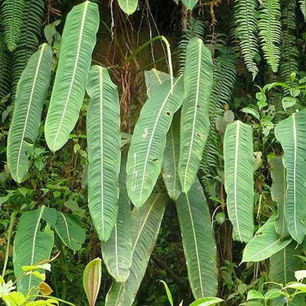 Philodendron Heterocraspedon