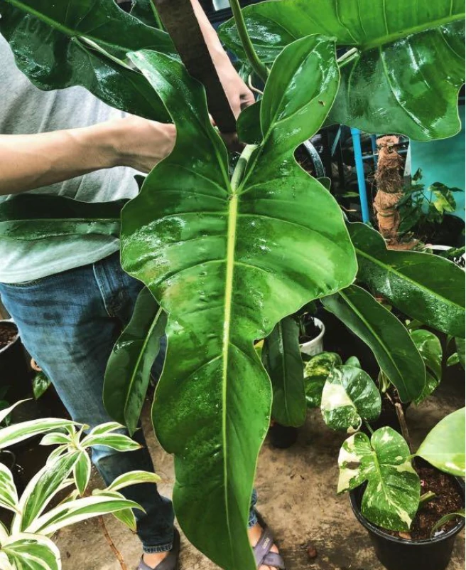 Philodendron 'Jerry Horne'