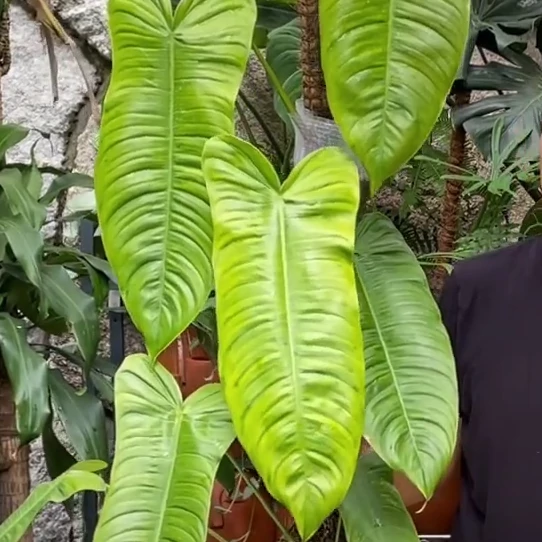 Philodendron sharoniae