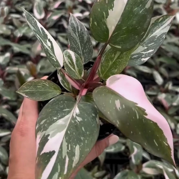 Philodendron 'Pink Princess Marble'