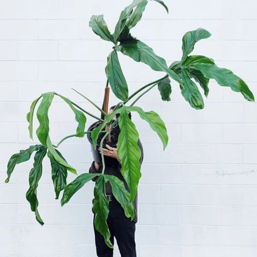 Philodendron Holtonianum, esztétikai hibás levelekkel