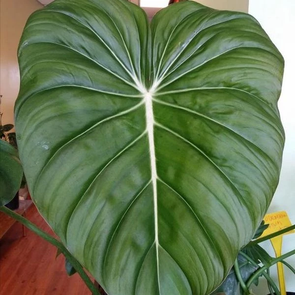 Philodendron McDowell