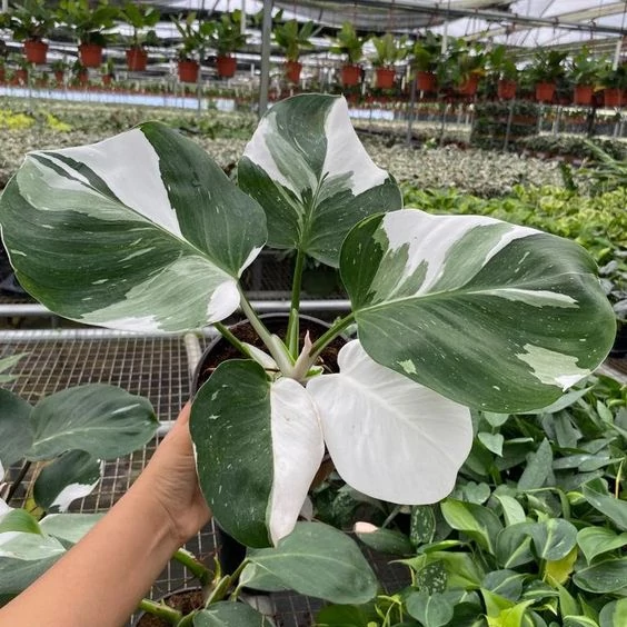 Philodendron White Wizard