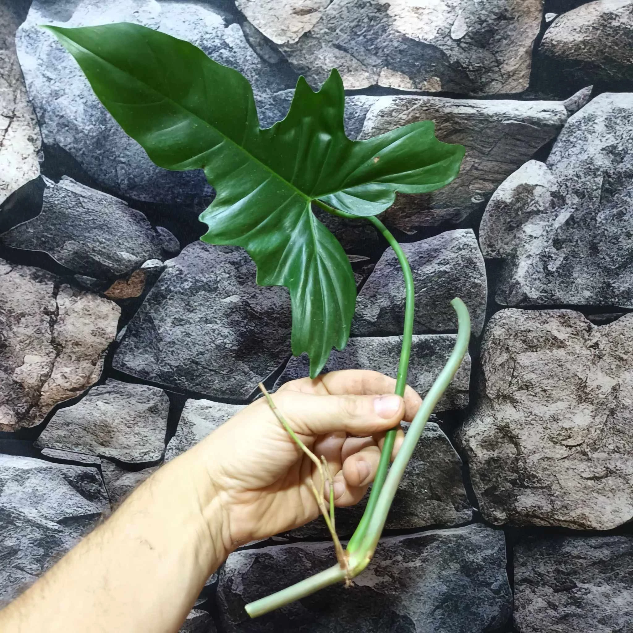 Philodendron golden dragon vágott dugvány