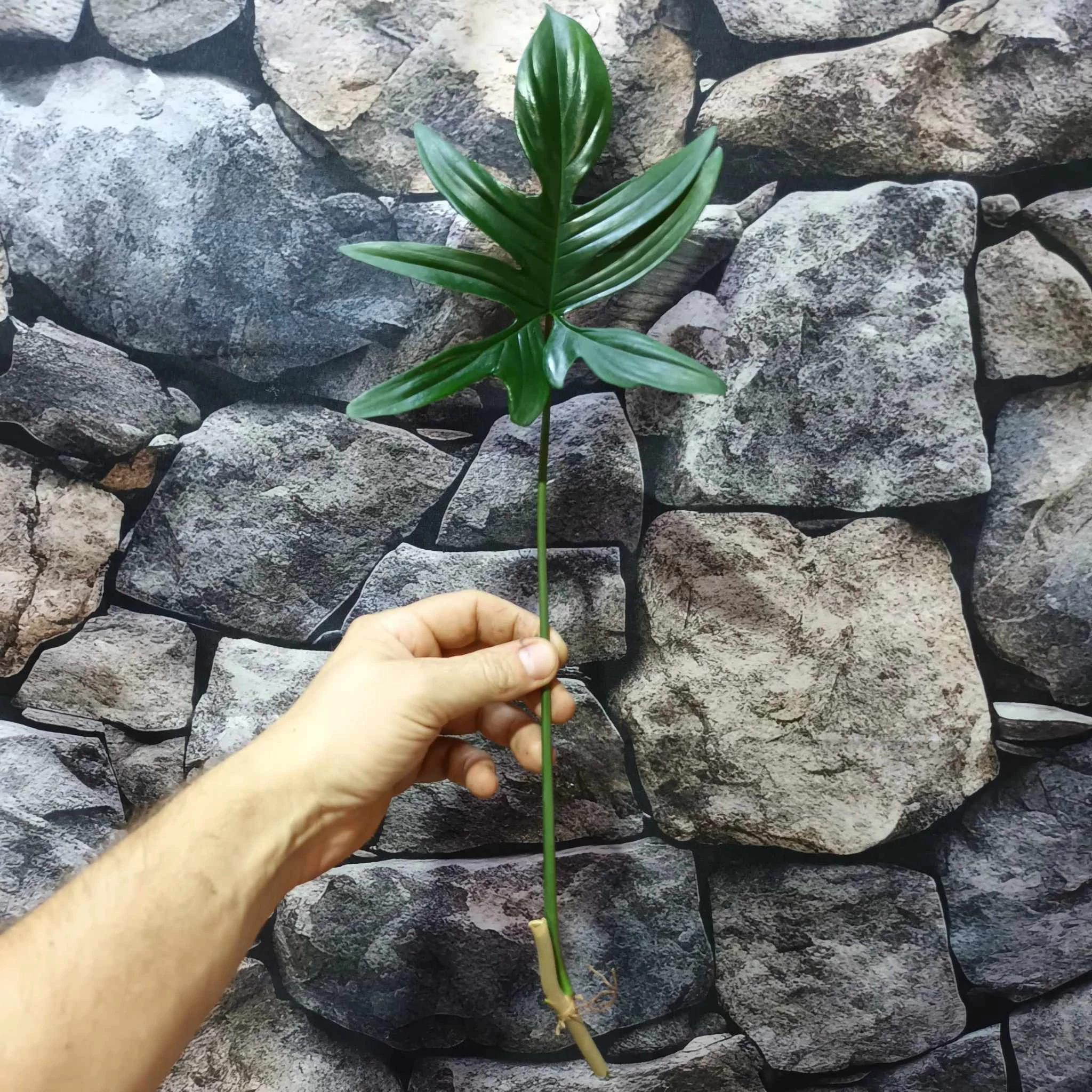 Philodendron pedatum vágott dugvány