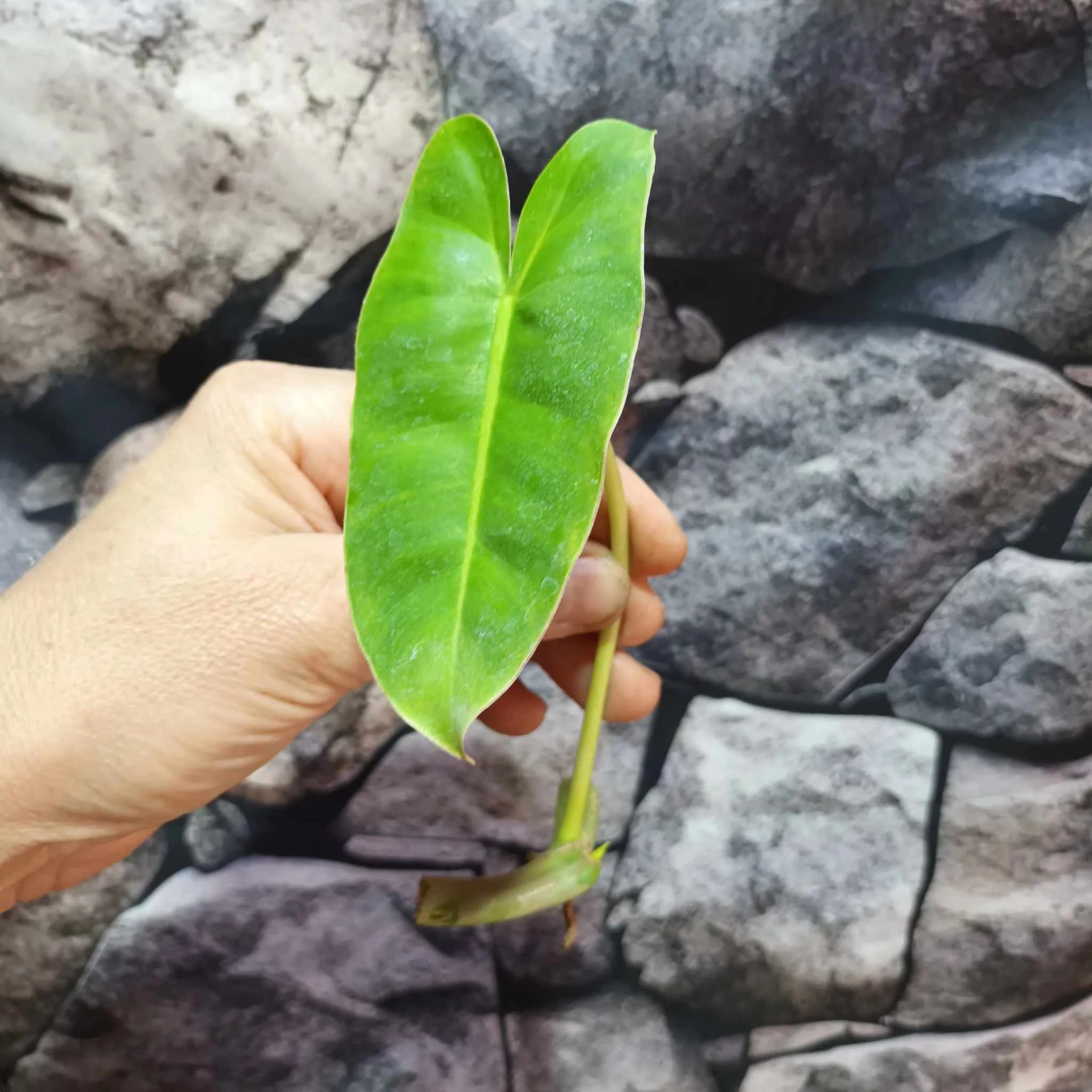 Philodendron Burle Marx vágott dugvány