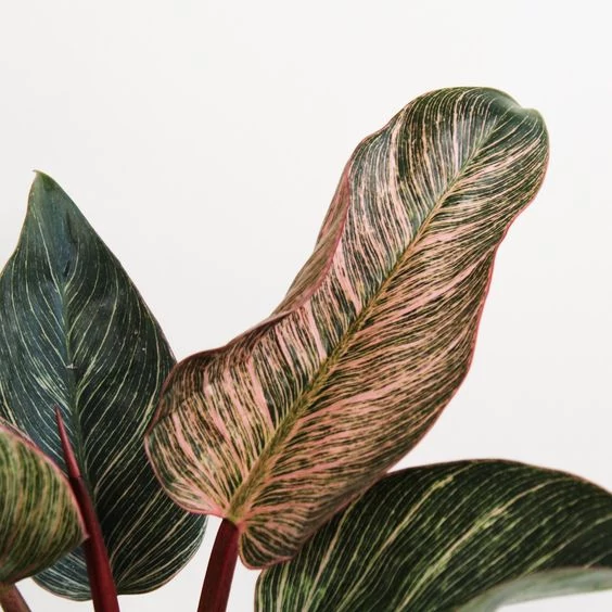 Philodendron 'Birkin Pink'