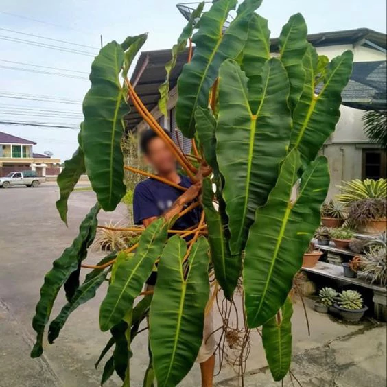 Philodendron billietiae