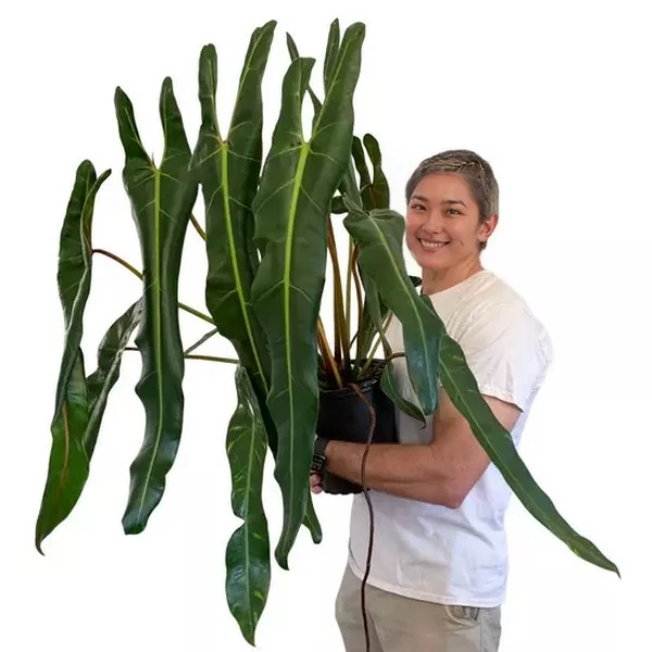 Philodendron spiritus-sancti