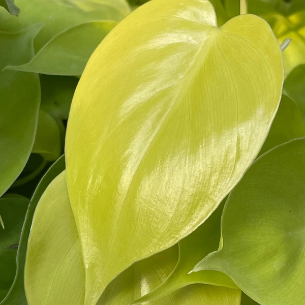 Philodendron hederaceum 'Lemon Lime'