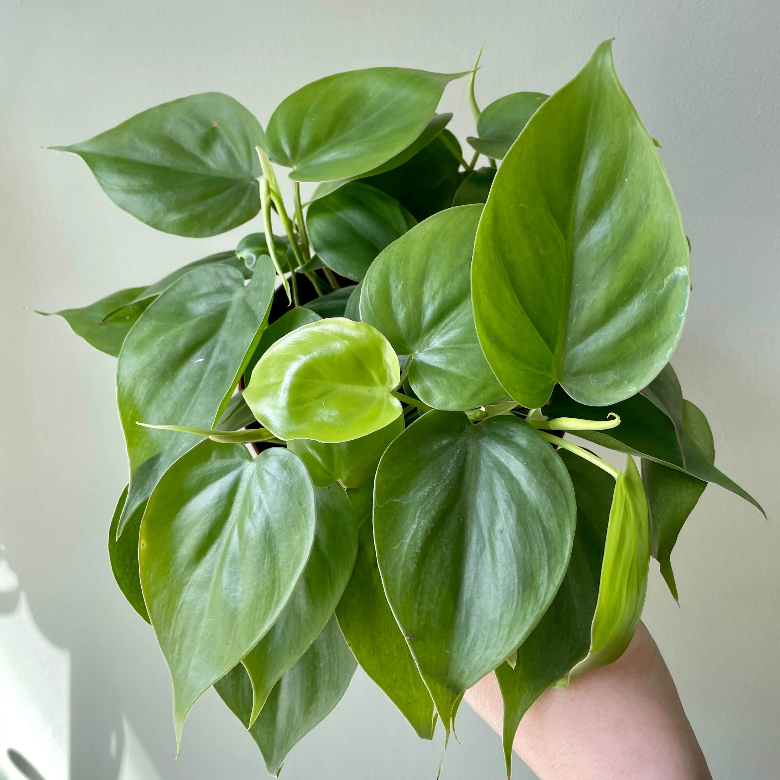 Philodendron scandens