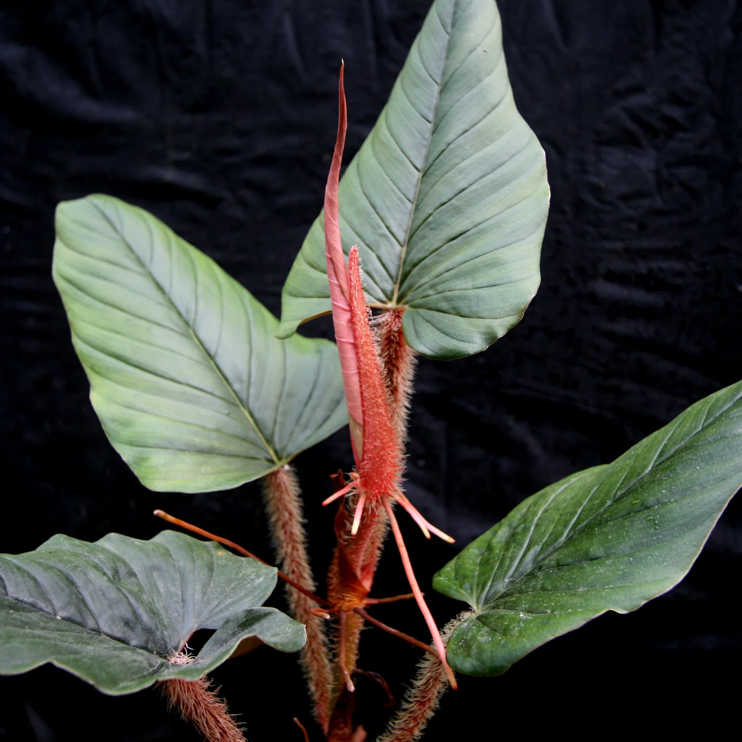 Philodendron Squamiferum x Serpens