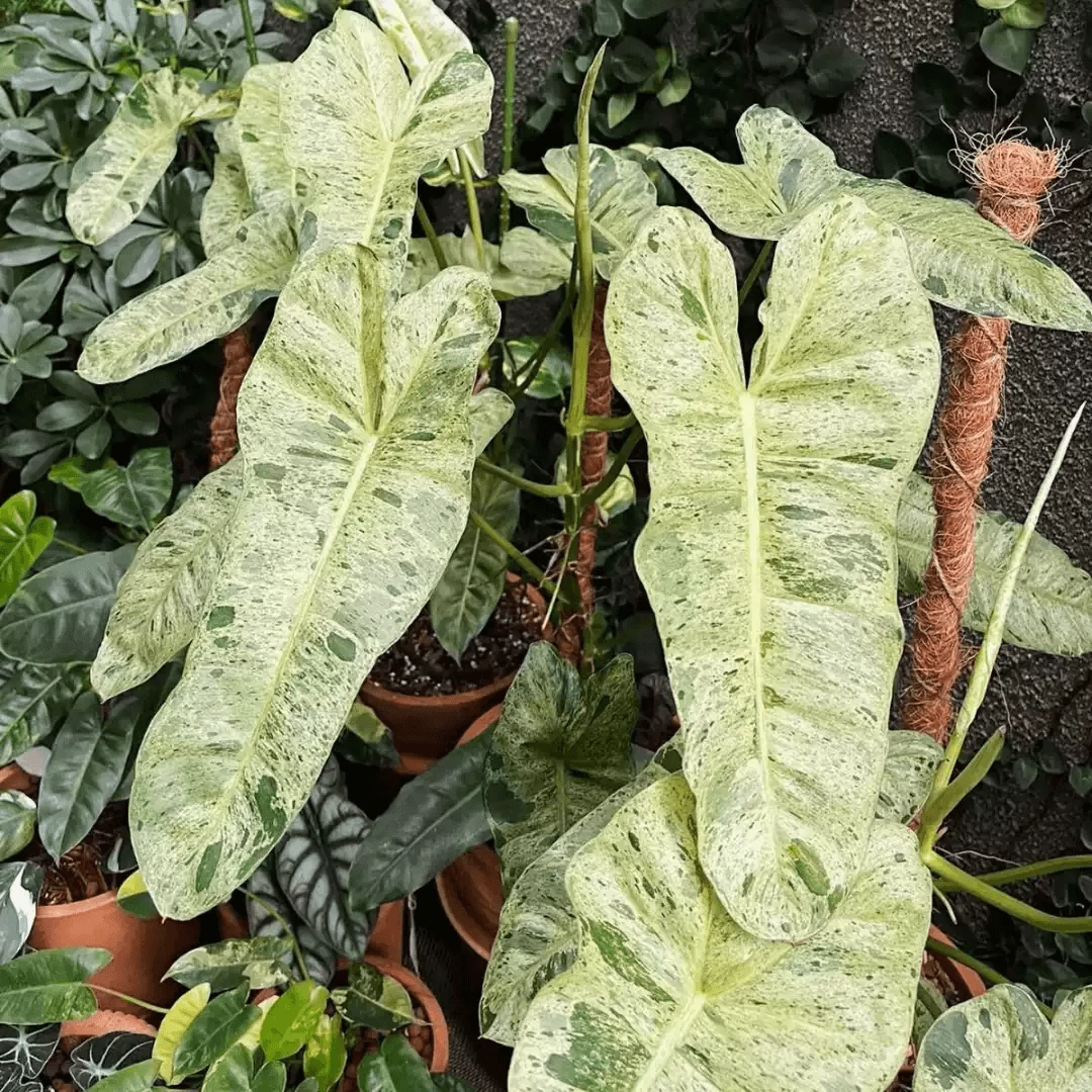 Philodendron 'Paraiso Verde' 2-3 levéllel
