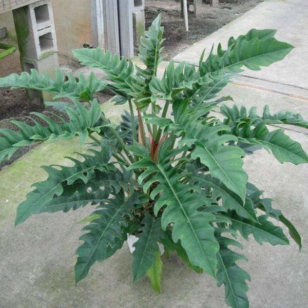 Philodendron narrow escape