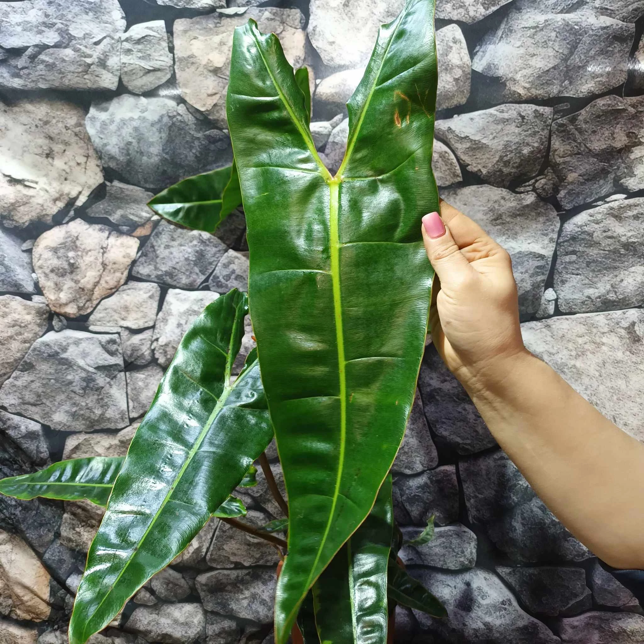Philodendron billietiae nagy méretben