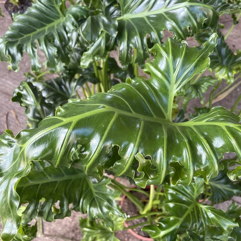 Philodendron 'Atlantis'