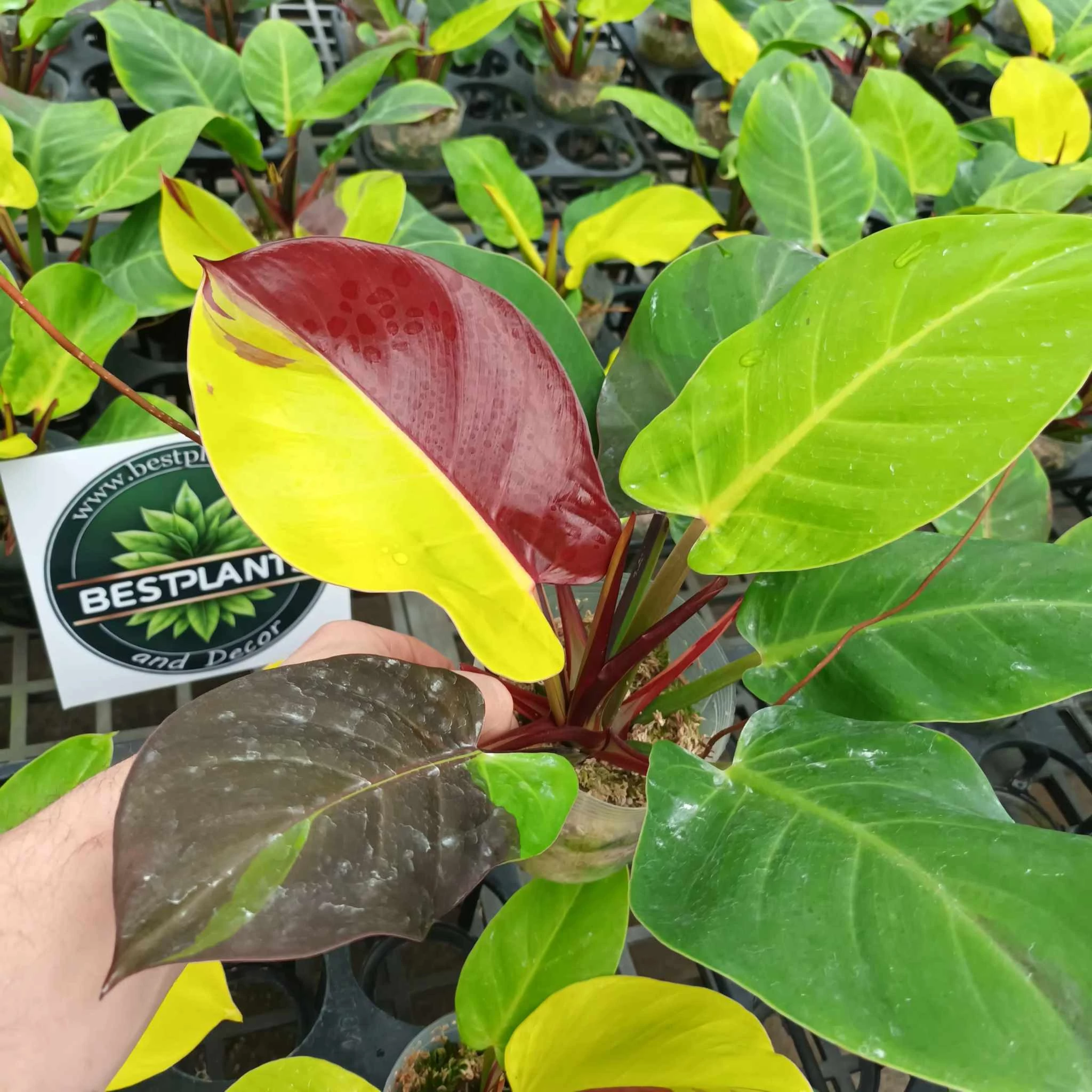 Philodendron 'Yellow Flame'