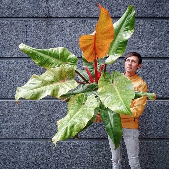 Philodendron Orange Marmalade