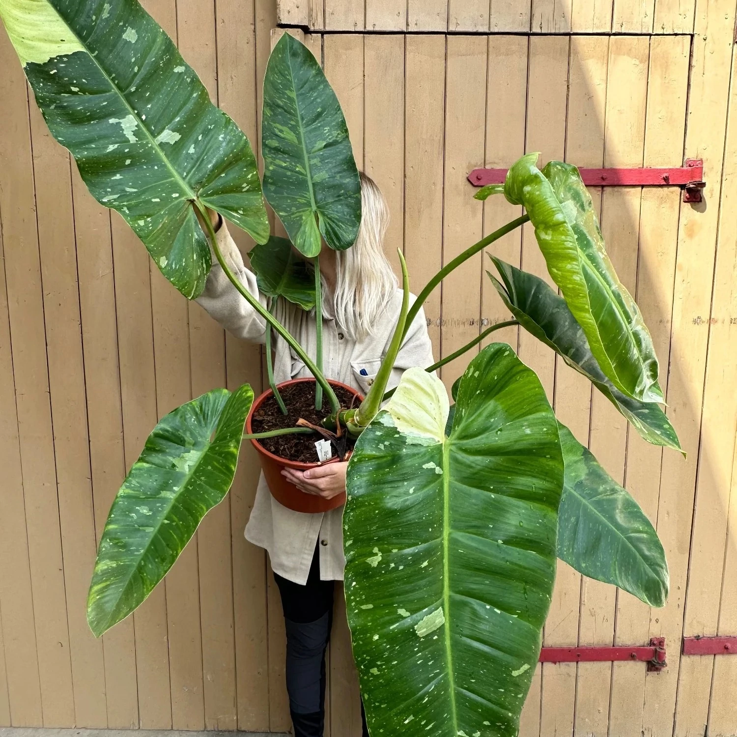 Philodendron 'Jose Buono'