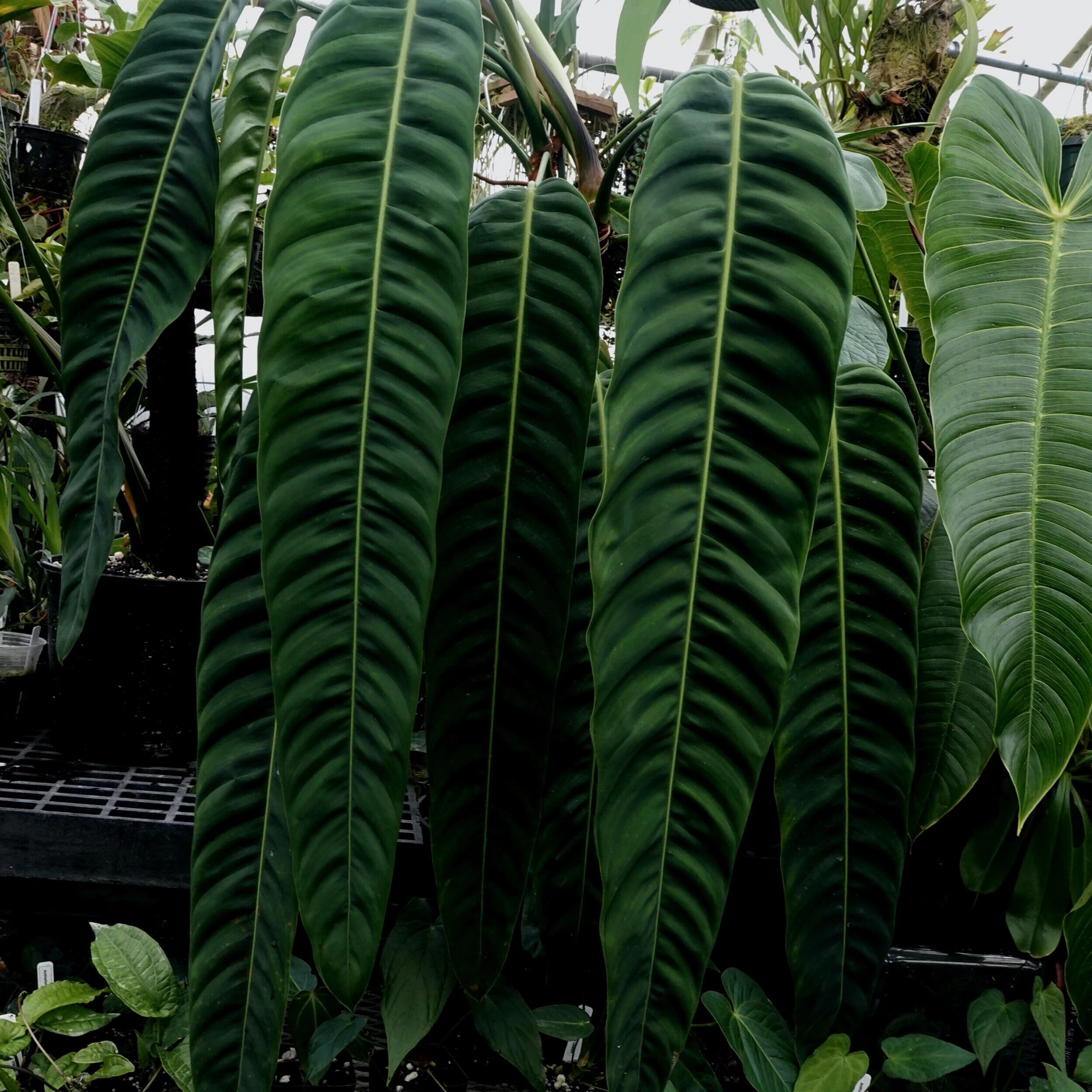 Philodendron patriciae