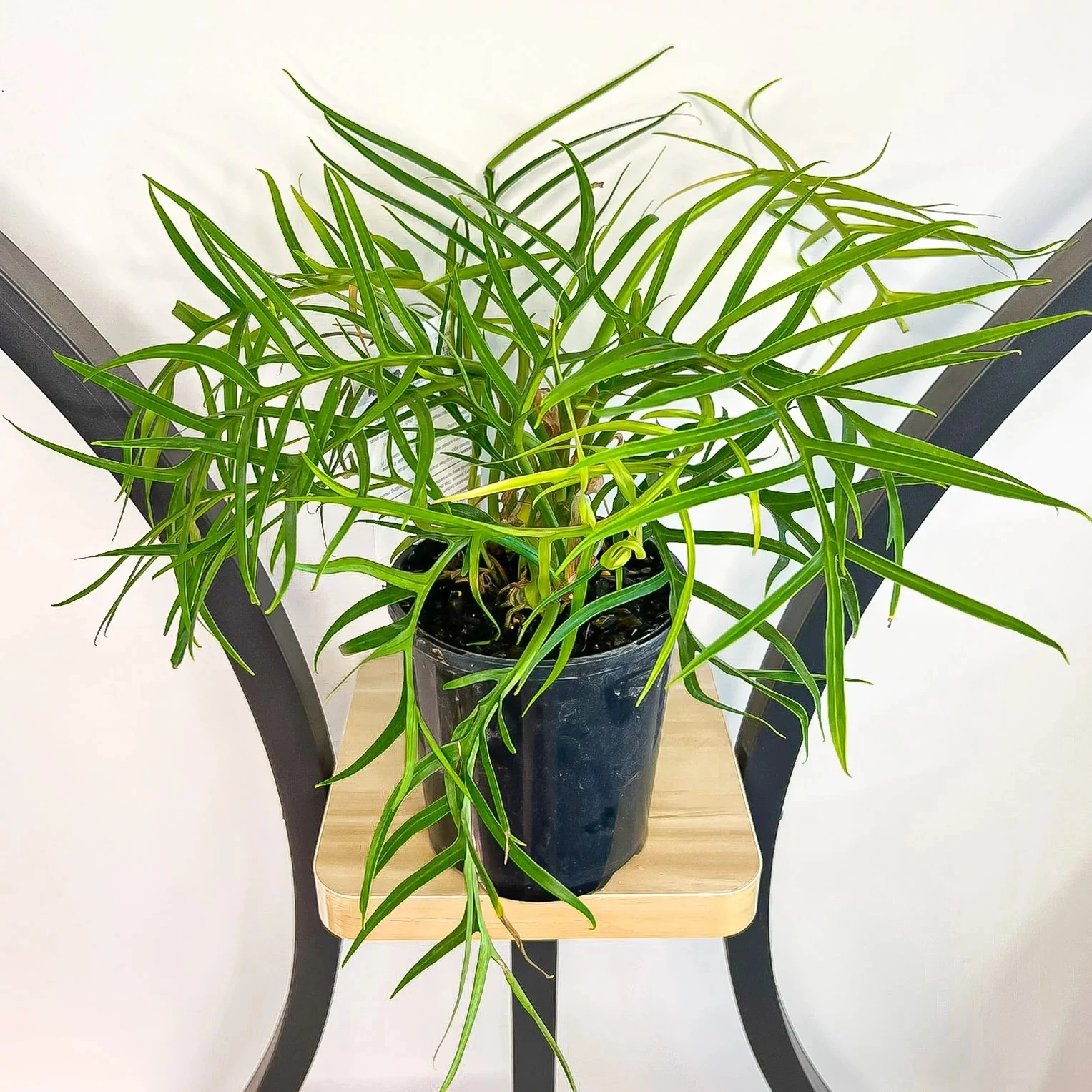 Philodendron elegans, 3 nagy növény egy cserépben