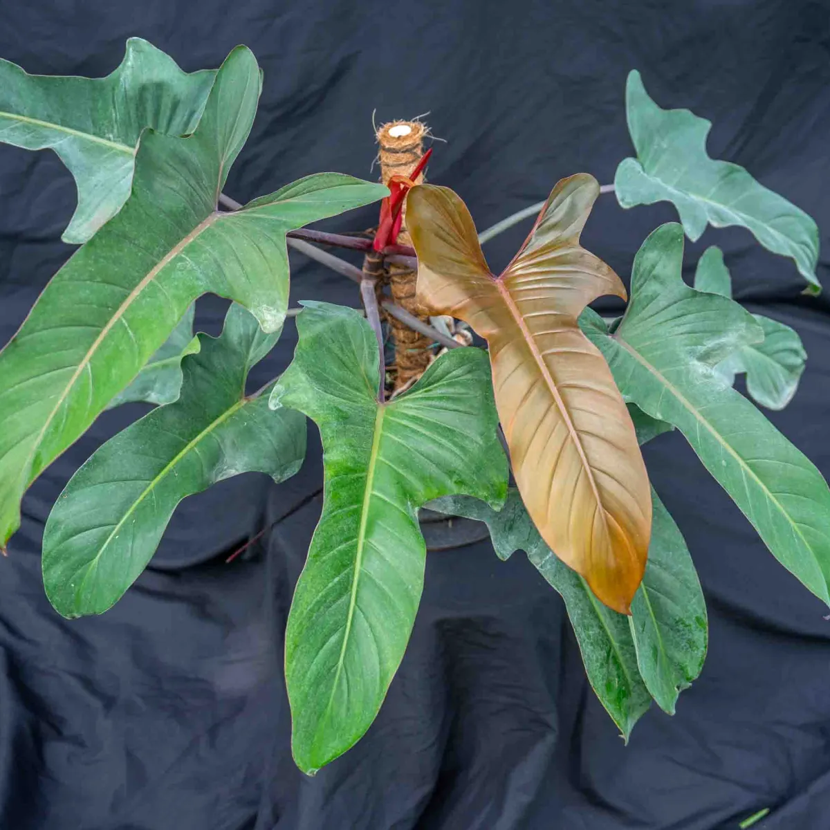 Philodendron 'Florida Bronze'