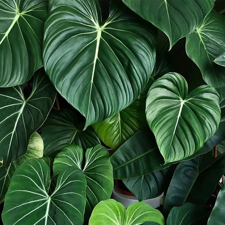Philodendron gloriosum