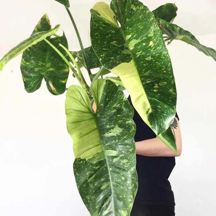 Philodendron imbe 'Variegata'