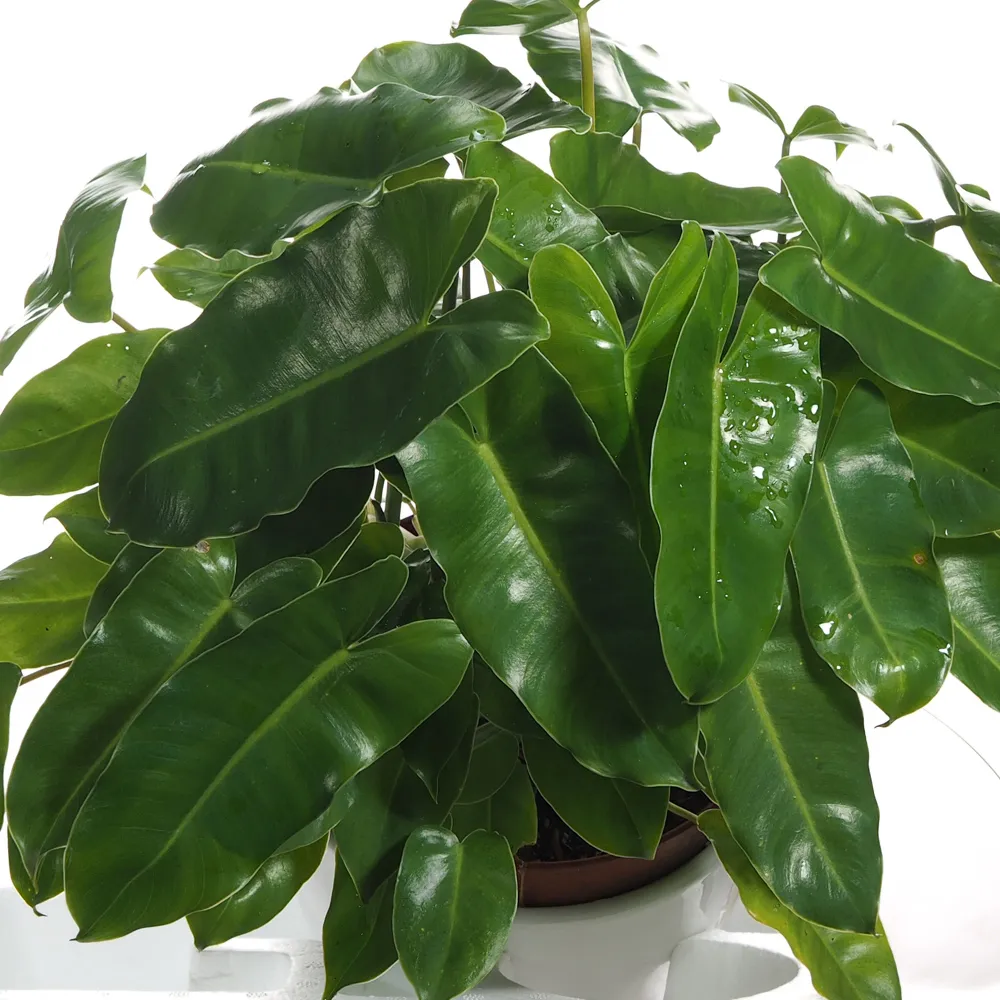 Philodendron burle marx