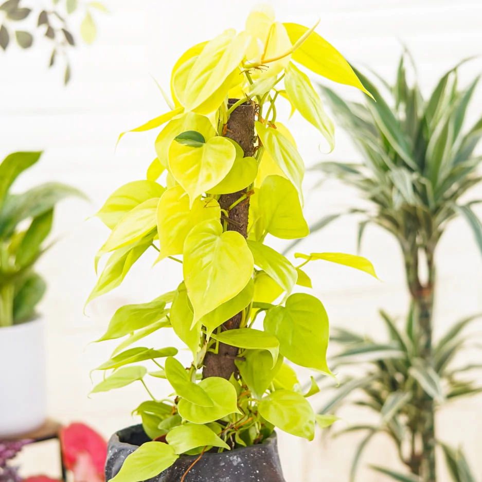 Philodendron scandens ‘Lemon Lime’